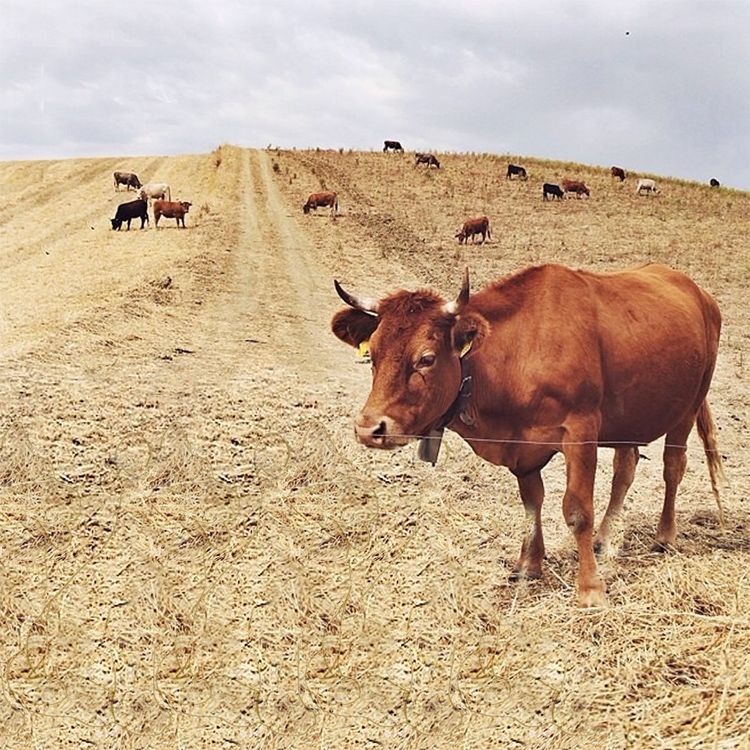 Stereogram by 3Dimka: @don.marco. Tags: cow dog, hidden 3D picture (SIRDS)