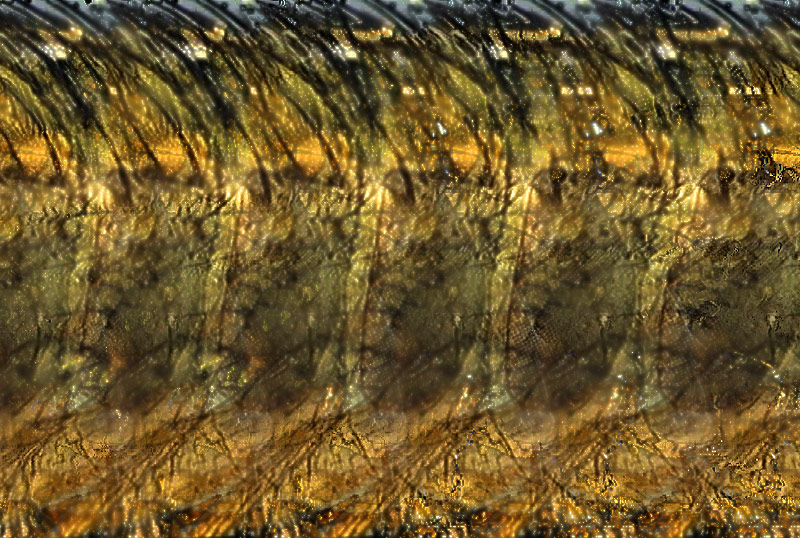 Stereogram by 3Dimka: Macro-stereogram. Tags: fly,insect,bugs, microscope, hidden 3D picture (SIRDS)