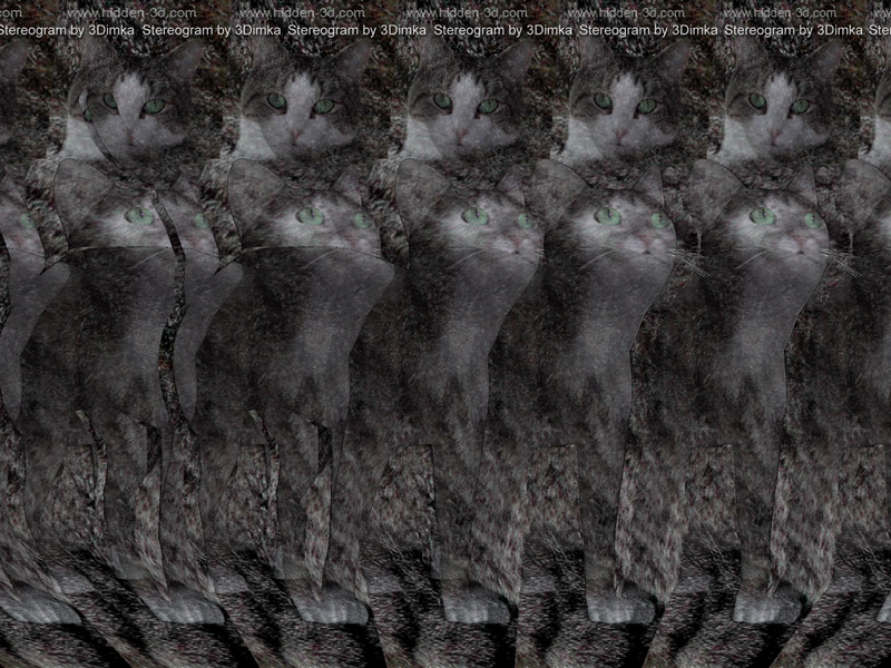 Stereogram by 3Dimka: Kitty. Tags: cat,kitten,kitty,pussy,pet,animals, hidden 3D picture (SIRDS)