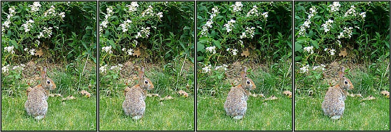 Stereogram by 3Dimka: Rabbits. Tags: rabbit,animals,forest, hidden 3D picture (SIRDS)